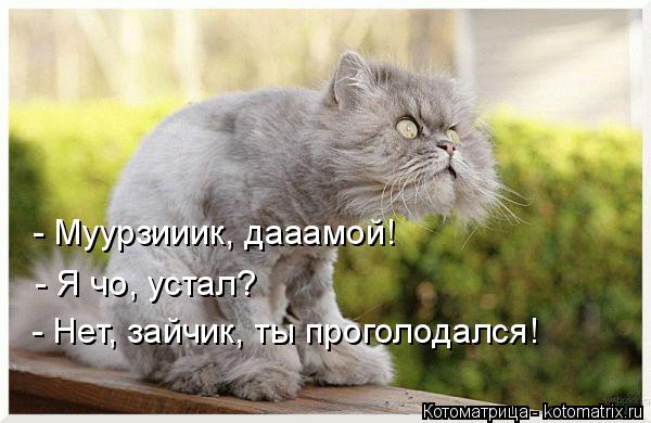 - Муурзииик, дааамой! - Я чо, устал? - Нет, зайчик, ты проголодался!... Котоматрица: - Муурзииик, дааамой! - Я чо, устал? - Нет, зайчик, ты проголодался!
