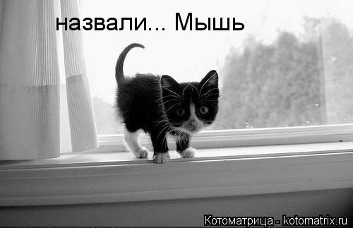 назвали... Мышь... Котоматрица: назвали... Мышь