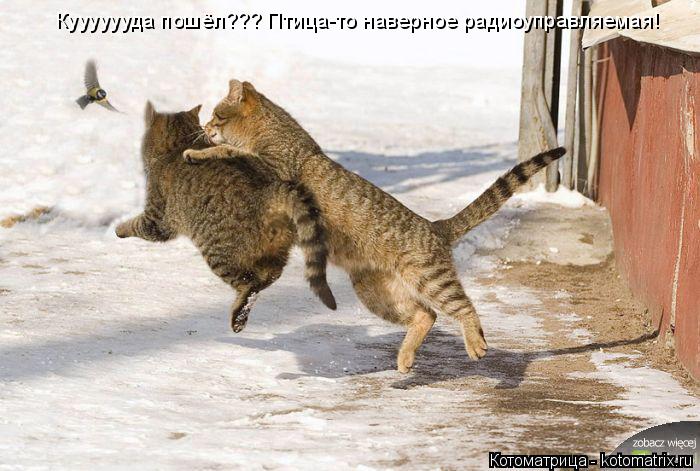 Кууууууда пошёл??? Птица-то наверное радиоуправляемая!... Котоматрица: Кууууууда пошёл??? Птица-то наверное радиоуправляемая!