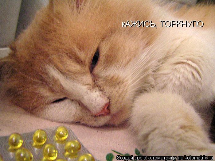 кАЖИСЬ, ТОРКНУЛО... Котоматрица: кАЖИСЬ, ТОРКНУЛО