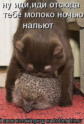 ну иди,иди отсюда тебе молоко ночью нальют... Котоматрица: ну иди,иди отсюда тебе молоко ночью нальют