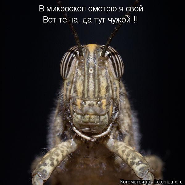Котоматрица: В микроскоп смотрю я свой. Вот те на, да тут чужой!!!