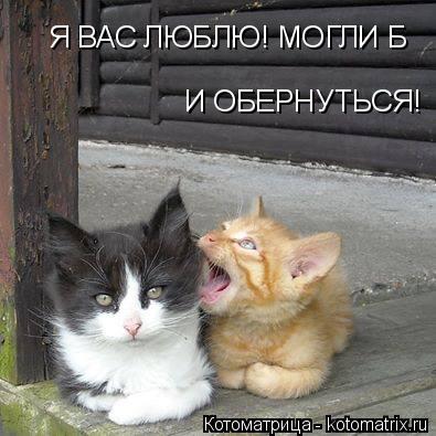 Я ВАС ЛЮБЛЮ! МОГЛИ Б И ОБЕРНУТЬСЯ!... Котоматрица: Я ВАС ЛЮБЛЮ! МОГЛИ Б И ОБЕРНУТЬСЯ!