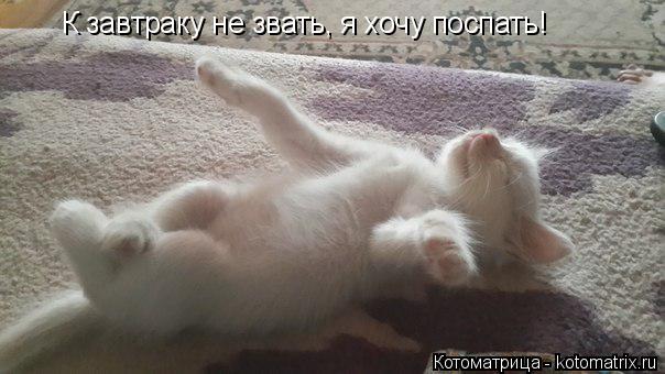 К завтраку не звать, я хочу поспать!... Котоматрица: К завтраку не звать, я хочу поспать!