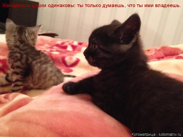 Женщины и кошки одинаковы: ты только думаешь, что ты ими владеешь.... Котоматрица: Женщины и кошки одинаковы: ты только думаешь, что ты ими владеешь.