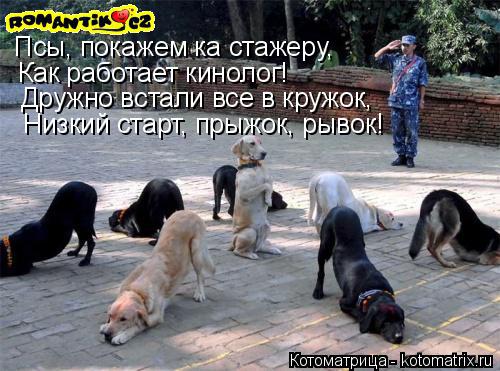 Псы, покажем ка стажеру, Как работает кинолог! Дружно встали все в кружок, Низкий старт, прыжок, ры... Котоматрица: Псы, покажем ка стажеру, Как работает кинолог! Дружно встали все в кружок, Низкий старт, прыжок, рывок!