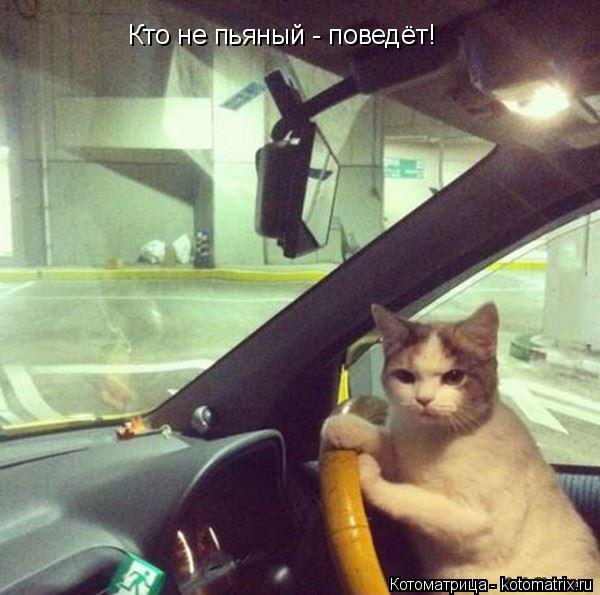 Котоматрица: Кто не пьяный - поведёт!