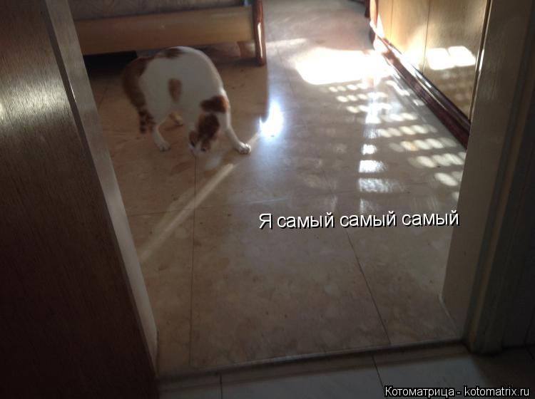 Я самый самый самый... Котоматрица: Я самый самый самый