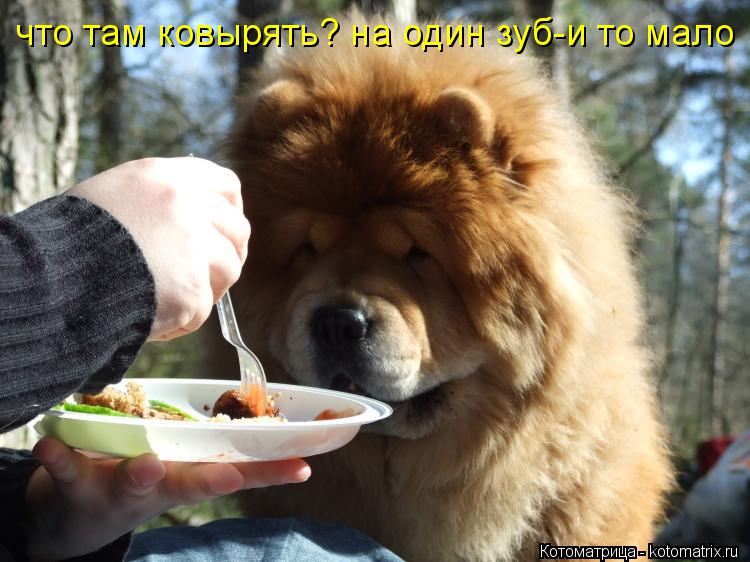 что там ковырять? на один зуб-и то мало... Котоматрица: что там ковырять? на один зуб-и то мало