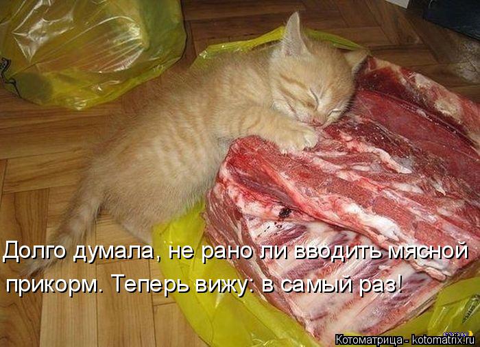 Котоматрица: Долго думала, не рано ли вводить мясной прикорм. Теперь вижу: в самый раз!