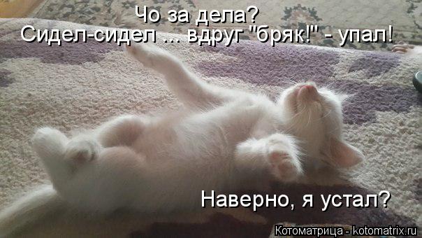 Чо за дела? Сидел-сидел ... вдруг "бряк!" - упал! Наверно, я устал?... Котоматрица: Чо за дела? Сидел-сидел ... вдруг "бряк!" - упал! Наверно, я устал?