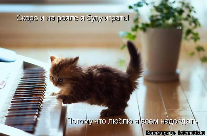 Скоро и на рояле я буду играть! Потому что люблю я всем надоедать.... Котоматрица: Скоро и на рояле я буду играть! Потому что люблю я всем надоедать.