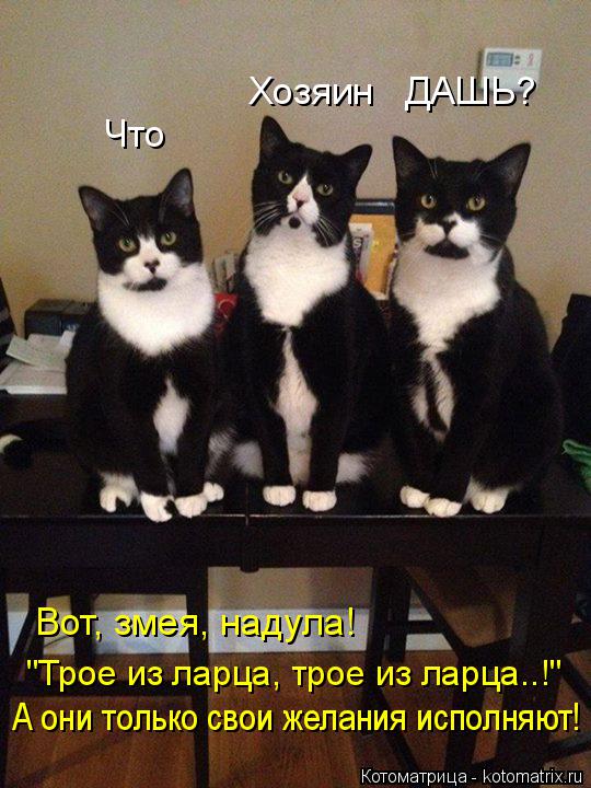 Котоматрица: "Трое из ларца, трое из ларца..!" Что         Хозяин   ДАШЬ?    А они только свои желания исполняют! Вот, змея, надула!