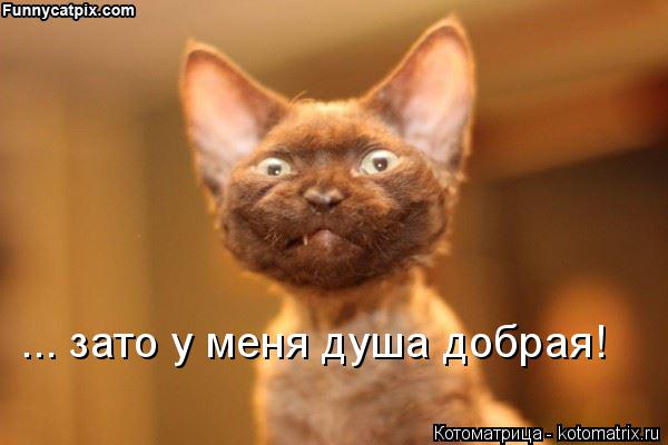 ... зато у меня душа добрая!... Котоматрица: ... зато у меня душа добрая!