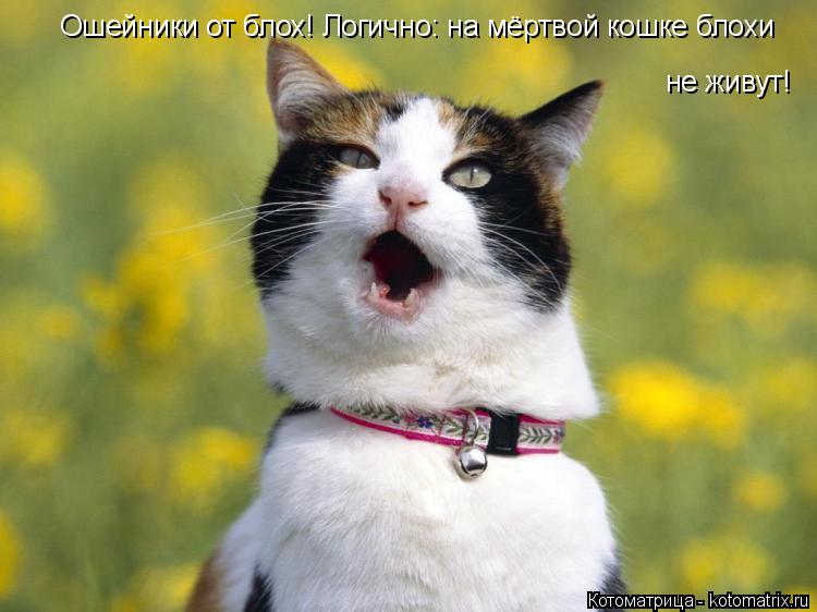 Котоматрица: Ошейники от блох! Логично: на мёртвой кошке блохи не живут!
