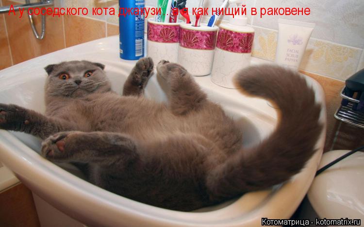 А у соседского кота джакузи.. а я как нищий в раковене... Котоматрица: А у соседского кота джакузи.. а я как нищий в раковене