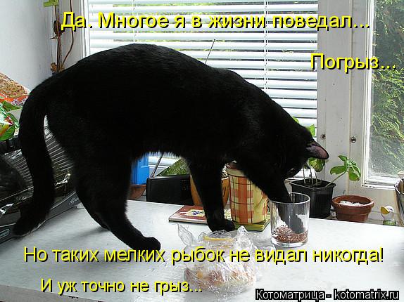 Да. Многое я в жизни поведал... Погрыз... Но таких мелких рыбок не видал никогда! И уж точно не грыз.... Котоматрица: Да. Многое я в жизни поведал... Погрыз... Но таких мелких рыбок не видал никогда! И уж точно не грыз...