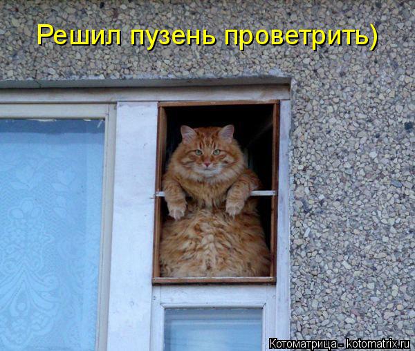 Решил пузень проветрить)... Котоматрица: Решил пузень проветрить)