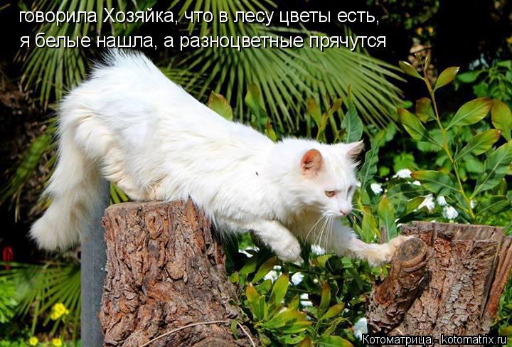 говорила Хозяйка, что в лесу цветы есть, я белые нашла, а разноцветные прячутся... Котоматрица: говорила Хозяйка, что в лесу цветы есть, я белые нашла, а разноцветные прячутся