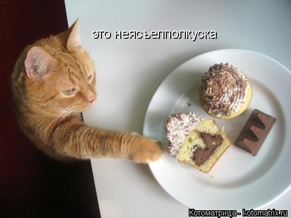 Котоматрица: это неясъелполкуска
