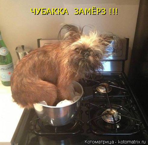 ЧУБАККА ЗАМЁРЗ !!!... Котоматрица: ЧУБАККА ЗАМЁРЗ !!!