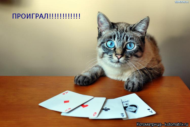 ПРОИГРАЛ!!!!!!!!!!!!... Котоматрица: ПРОИГРАЛ!!!!!!!!!!!!