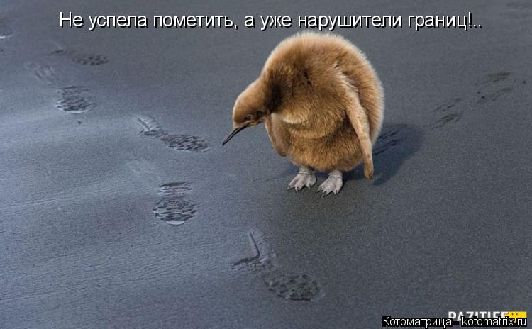 Не успела пометить, а уже нарушители границ!..... Котоматрица: Не успела пометить, а уже нарушители границ!..