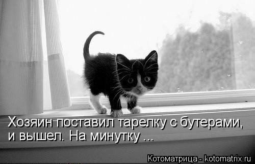 Хозяин поставил тарелку с бутерами, и вышел. На минутку ...... Котоматрица: Хозяин поставил тарелку с бутерами, и вышел. На минутку ...