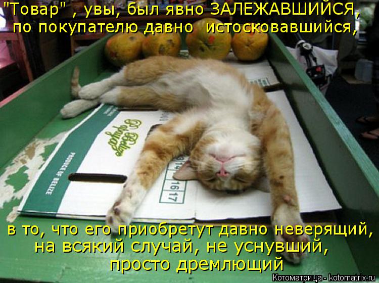Котоматрица: "Товар" , увы, был явно ЗАЛЕЖАВШИЙСЯ, по покупателю давно  истосковавшийся, в то, что его приобретут давно неверящий, на всякий случай, не усну
