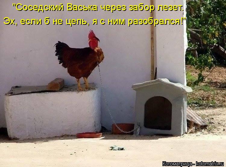 "Соседский Васька через забор лезет. Эх, если б не цепь, я с ним разобрался!"... Котоматрица: "Соседский Васька через забор лезет. Эх, если б не цепь, я с ним разобрался!"