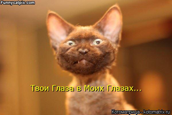 Твои Глаза в Моих Глазах...... Котоматрица: Твои Глаза в Моих Глазах...