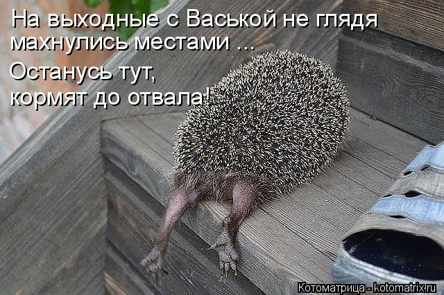 Котоматрица: На выходные с Васькой не глядя махнулись местами ... Останусь тут, кормят до отвала!