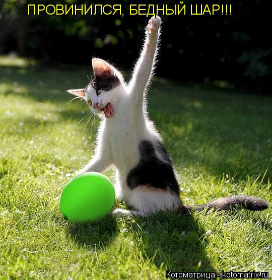 ПРОВИНИЛСЯ, БЕДНЫЙ ШАР!!!... Котоматрица: ПРОВИНИЛСЯ, БЕДНЫЙ ШАР!!!