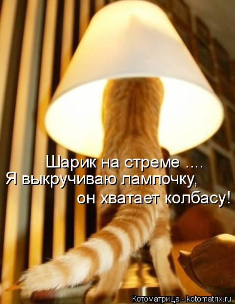 Шарик на стреме .... он хватает колбасу! Я выкручиваю лампочку,... Котоматрица: Шарик на стреме .... он хватает колбасу! Я выкручиваю лампочку,
