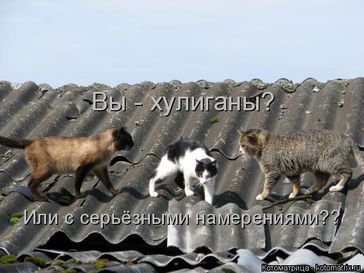 Котоматрица: Вы - хулиганы? Или с серьёзными намерениями??