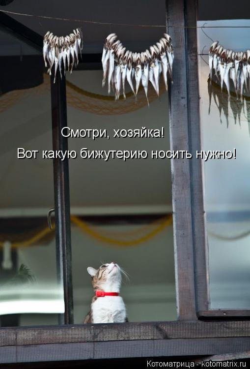 Котоматрица: Смотри, хозяйка! Вот какую бижутерию носить нужно!