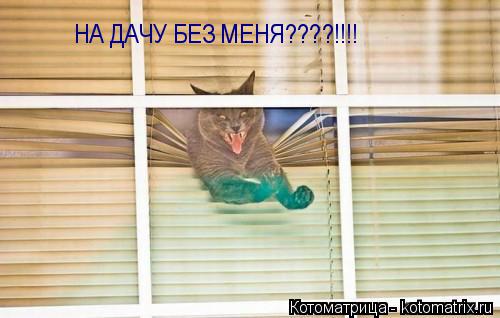 НА ДАЧУ БЕЗ МЕНЯ????!!!!... Котоматрица: НА ДАЧУ БЕЗ МЕНЯ????!!!!