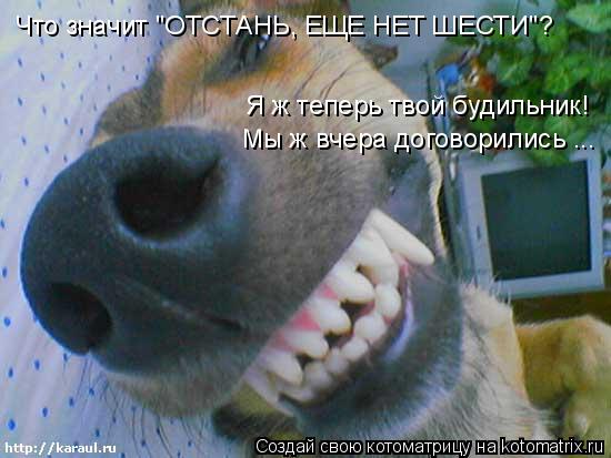 Что значит "ОТСТАНЬ, ЕЩЕ НЕТ ШЕСТИ"? Я ж теперь твой будильник! Мы ж вчера договорились ...... Котоматрица: Что значит "ОТСТАНЬ, ЕЩЕ НЕТ ШЕСТИ"? Я ж теперь твой будильник! Мы ж вчера договорились ...