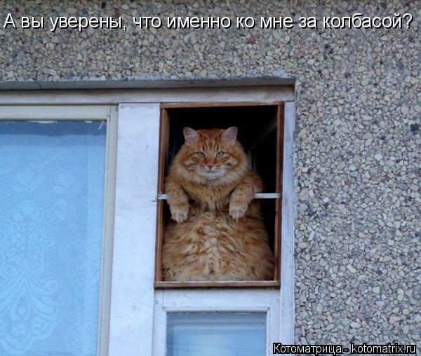 А вы уверены, что именно ко мне за колбасой?... Котоматрица: А вы уверены, что именно ко мне за колбасой?