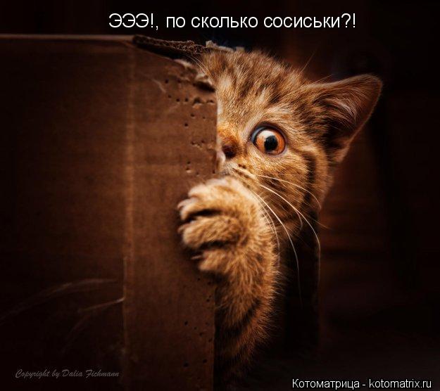 ЭЭЭ!, по сколько сосиськи?!... Котоматрица: ЭЭЭ!, по сколько сосиськи?!