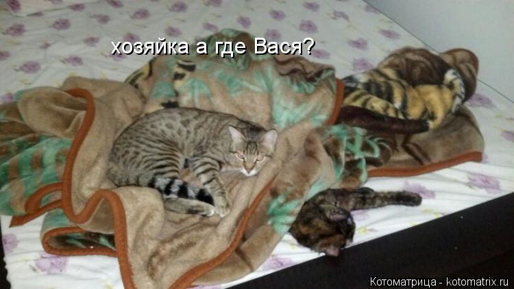 хозяйка а где Вася?... Котоматрица: хозяйка а где Вася?