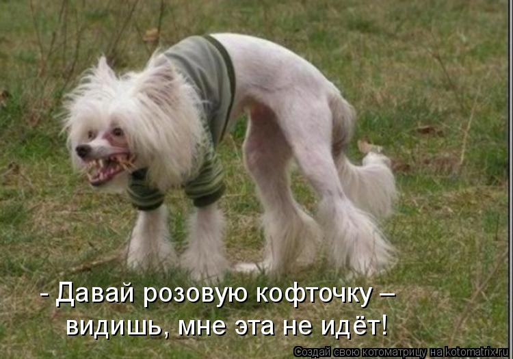 видишь, мне эта не идёт! - Давай розовую кофточку –... Котоматрица: видишь, мне эта не идёт! - Давай розовую кофточку –