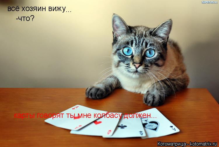 всё хозяин вижу -что? ... карты говорят ты мне колбасу должен...... Котоматрица: всё хозяин вижу -что? ... карты говорят ты мне колбасу должен...