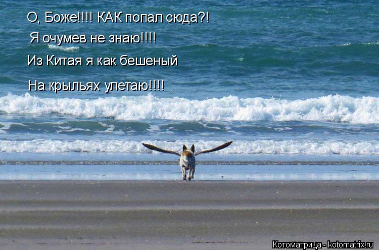 О, Боже!!!! КАК попал сюда?! На крыльях улетаю!!!! Из Китая я как бешеный Я очумев не знаю!!!!... Котоматрица: О, Боже!!!! КАК попал сюда?! На крыльях улетаю!!!! Из Китая я как бешеный Я очумев не знаю!!!!
