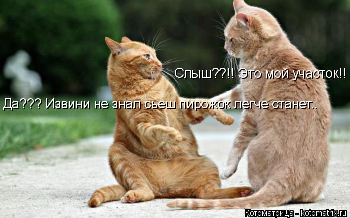 Слыш??!! Это мой участок!! Да??? Извини не знал сьеш пирожок легче станет..... Котоматрица: Слыш??!! Это мой участок!! Да??? Извини не знал сьеш пирожок легче станет..