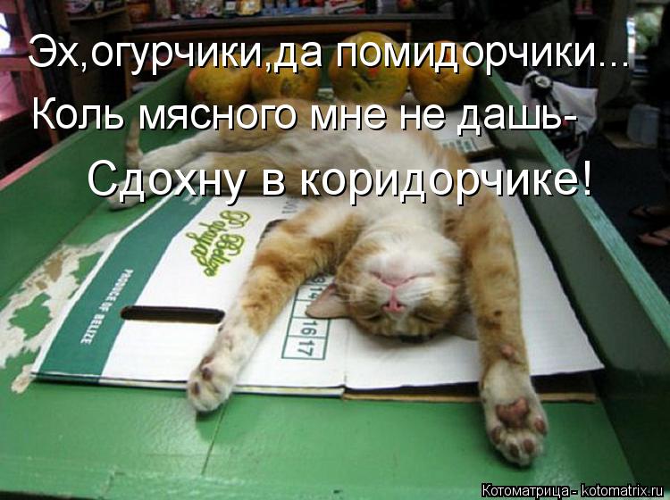 Эх,огурчики,да помидорчики... Коль мясного мне не дашь- Сдохну в коридорчике!... Котоматрица: Эх,огурчики,да помидорчики... Коль мясного мне не дашь- Сдохну в коридорчике!