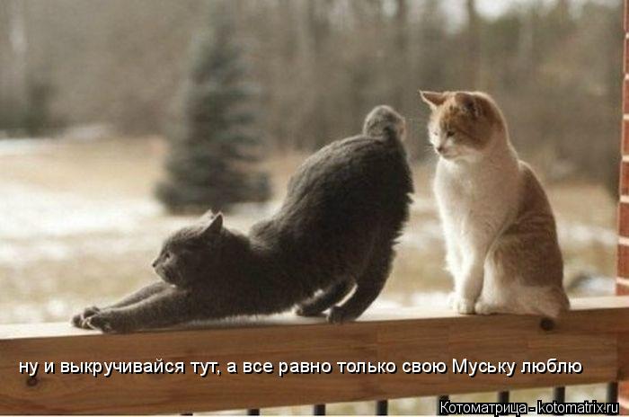 ну и выкручивайся тут, а все равно только свою Муську люблю... Котоматрица: ну и выкручивайся тут, а все равно только свою Муську люблю