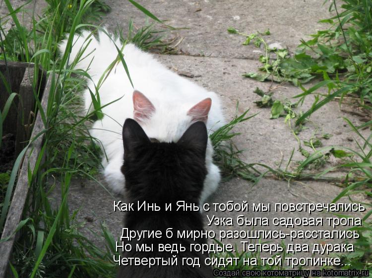 Как Инь и Янь с тобой мы повстречались Узка была садовая тропа Другие б мирно разошлись-расстались Но... Котоматрица: Как Инь и Янь с тобой мы повстречались Узка была садовая тропа Другие б мирно разошлись-расстались Но мы ведь гордые. Теперь два дурака Четв