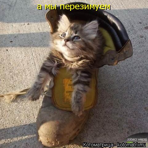 а мы перезимуем... Котоматрица: а мы перезимуем