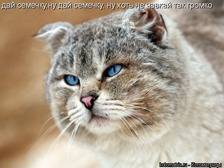 дай семечку,ну дай семечку, ну хоть не чавкай так громко... Котоматрица: дай семечку,ну дай семечку, ну хоть не чавкай так громко